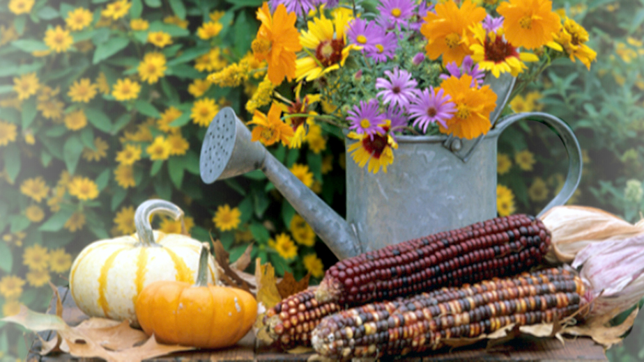 fall planting spring Image of Watering can with flowers inside of it next to pumpkins and ears of corn